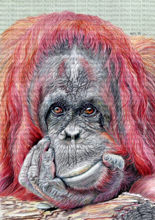 "Contemplation" Canvas Print