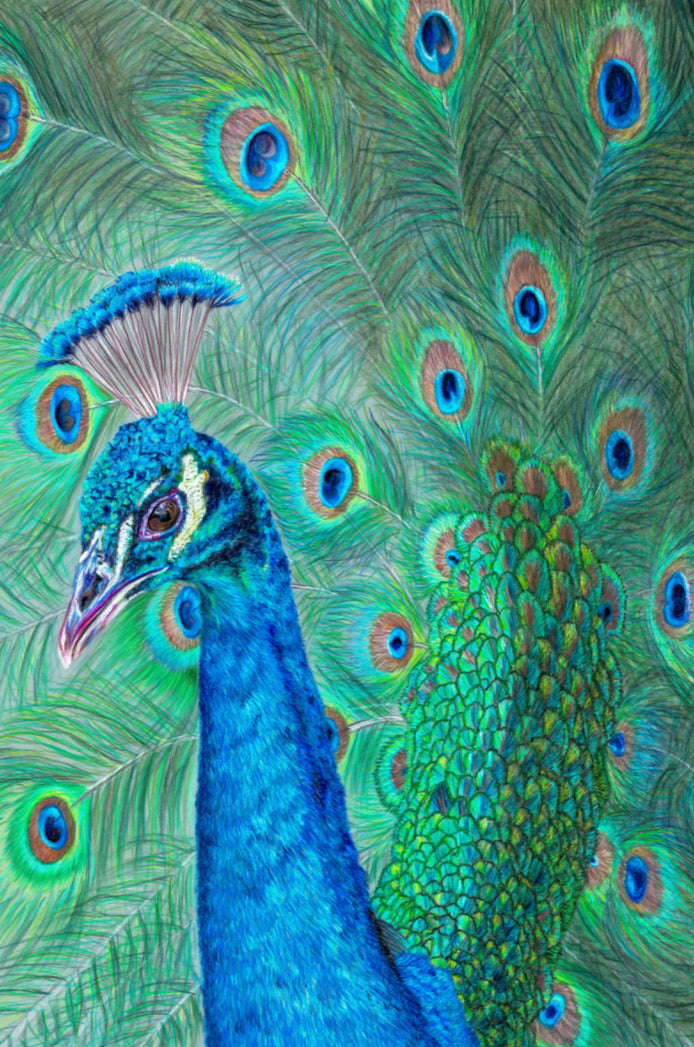 "The Eyes Have It" Canvas Print