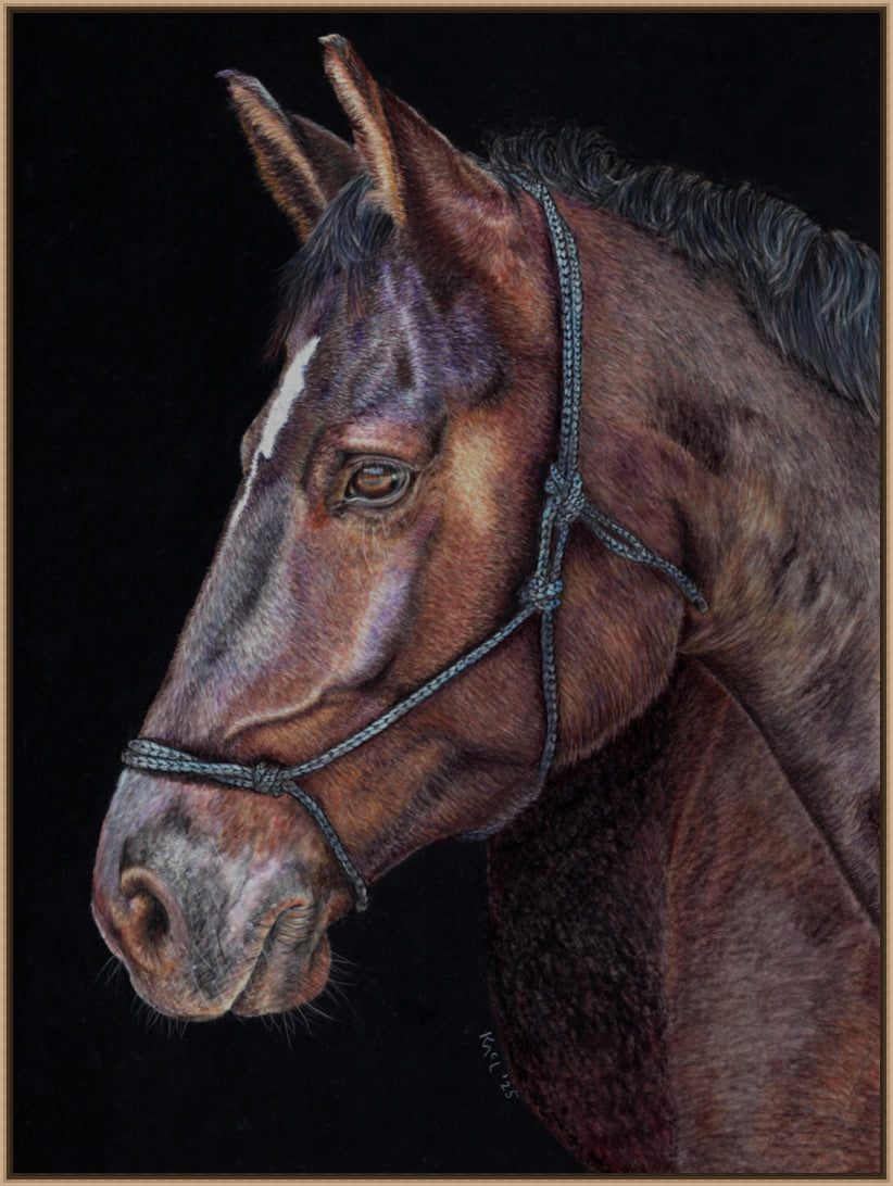 "Unreined Majesty" Canvas Print