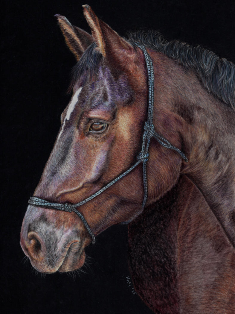 "Unreined Majesty" Canvas Print