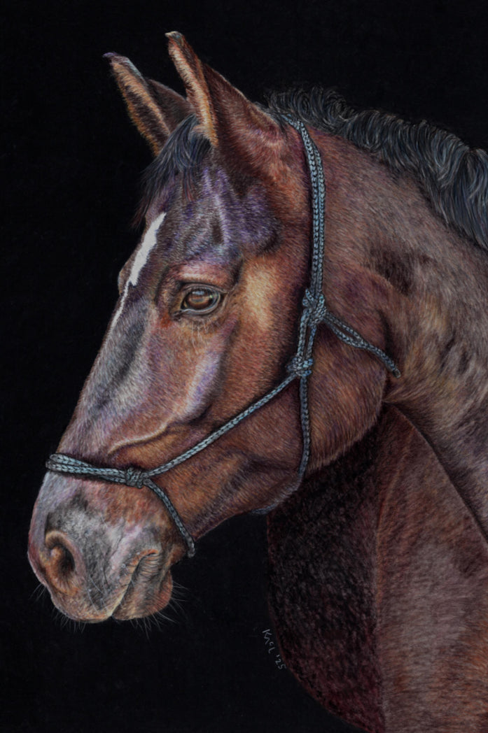 "Unreined Majesty" Canvas Print