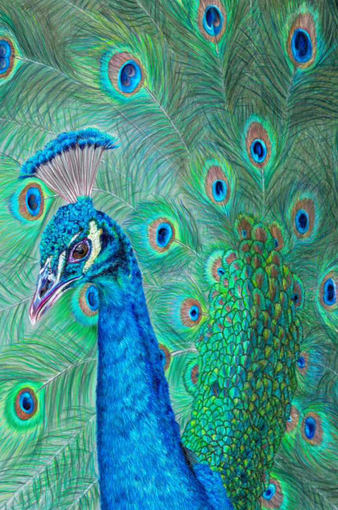 "The Eyes Have It" Canvas Print