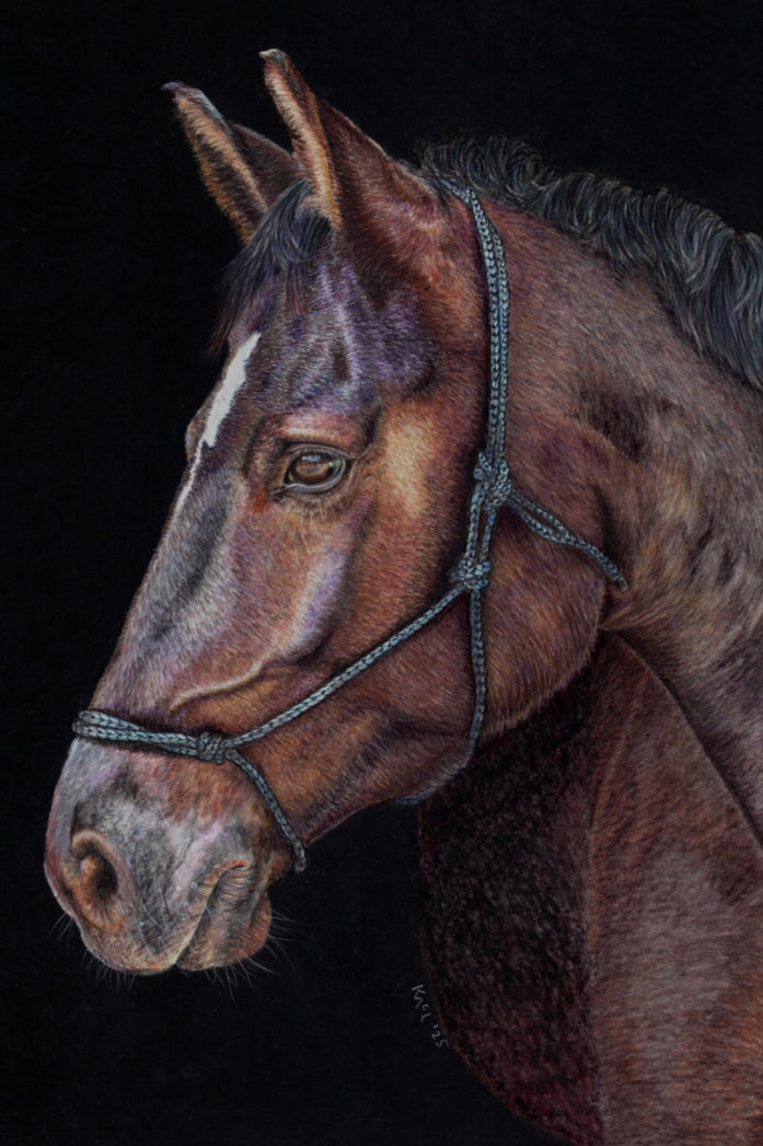 "Unreined Majesty" Canvas Print