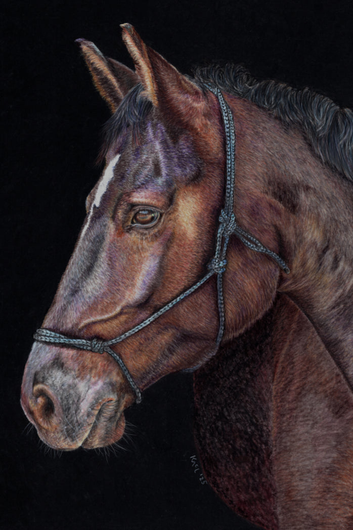 "Unreined Majesty" Canvas Print